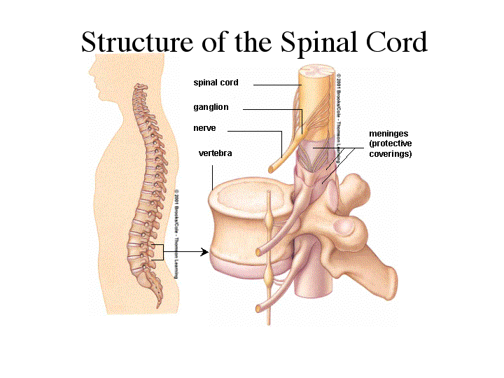 Spinal Cord